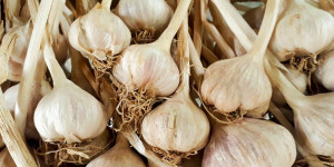 Beitragsbild des Blogbeitrags Das Wundermittel Knoblauch