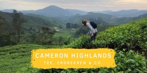 Beitragsbild des Blogbeitrags Cameron Highlands: Zwischen Teeplantagen und Erdbeer-Farmen