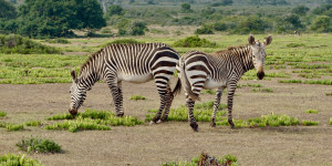 Beitragsbild des Blogbeitrags Garden Route Südafrika: 2 Wochen Roadtrip