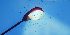Beitragsbild des Blogbeitrags Insektenfreundliche Beleuchtung: Fledermäuse, Insekten schützen