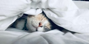 Beitragsbild des Blogbeitrags Auswirkungen von schlechtem Schlaf – und 7 Tipps wie man diesen vorbeugt