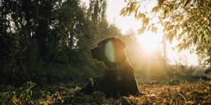 Beitragsbild des Blogbeitrags Kostenloses E-Book „Hunde mit Vergangenheit“