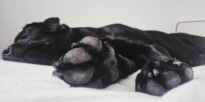 Beitragsbild des Blogbeitrags DIY Pfotenbalsam – Samtweiche Pfoten für euren Hund zum selber machen 