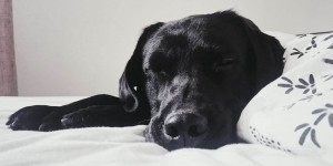 Beitragsbild des Blogbeitrags Erkältung beim Hund – die besten Hausmittel 