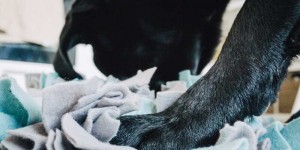 Beitragsbild des Blogbeitrags DIY Schnüffelteppich 