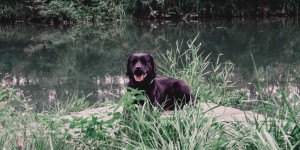Beitragsbild des Blogbeitrags Morgenroutine mit Hund im Winter