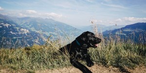 Beitragsbild des Blogbeitrags Flummi ist krank – ein Life Update