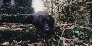 Beitragsbild des Blogbeitrags Hund im Winter – Must Haves für die kalte Jahreszeit!