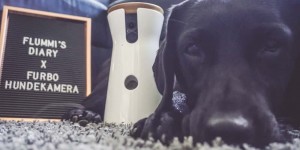 Beitragsbild des Blogbeitrags Nie mehr allein daheim – Die Furbo Hundekamera im Test 