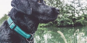 Beitragsbild des Blogbeitrags Single, Vollzeitjob & Hund – geht das überhaupt?