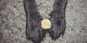 Beitragsbild des Blogbeitrags Wunderwaffe Propolis – warum Propolis so gut für unsere Hunde ist! 