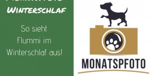 Beitragsbild des Blogbeitrags Monatspfoto Jänner: Flummi ist im Winterschlaf