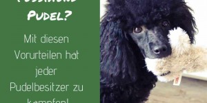 Beitragsbild des Blogbeitrags Gastbeitrag: Ein Pudel im Training – so läuft das wirklich!