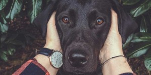 Beitragsbild des Blogbeitrags Unser E-Book: Vollzeitjob & Hund – Der Ratgeber für arbeitende Hundeeltern