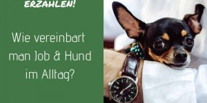 Beitragsbild des Blogbeitrags Wie vereinbart man Job & Hund? Hundeblogger erzählen! 