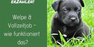 Beitragsbild des Blogbeitrags Welpe & Vollzeitjob – wie funktioniert das? Hundeblogger erzählen! 