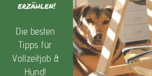 Beitragsbild des Blogbeitrags Die besten Tipps für Vollzeitjob & Hund! Hundeblogger erzählen! 