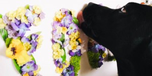 Beitragsbild des Blogbeitrags DIY: Floral Letters als Deko für den Futterplatz 