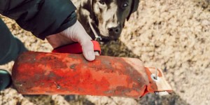 Beitragsbild des Blogbeitrags So trägt euer Hund das Dummy nach Hause