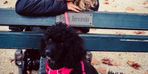 Beitragsbild des Blogbeitrags Entspanntes Silvester mit Hund