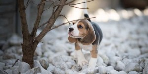 Beitragsbild des Blogbeitrags Tipps für das Fotoshooting mit Hund von Wau-Effekt 