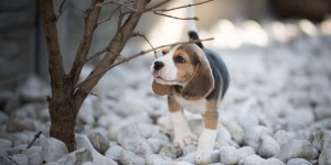 Beitragsbild des Blogbeitrags Tipps für das Fotoshooting mit Hund von Wau-Effekt