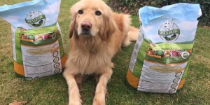 Beitragsbild des Blogbeitrags | WERBUNG | Bellfor – das Futter für glückliche Hunde 