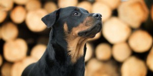 Beitragsbild des Blogbeitrags Rasseportrait Rottweiler 