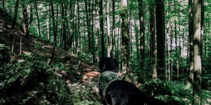 Beitragsbild des Blogbeitrags Kleiner Sonnstein mit Hund