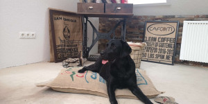 Beitragsbild des Blogbeitrags AMIGO Hundekissen im Test