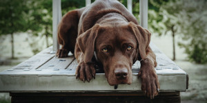 Beitragsbild des Blogbeitrags Hundepfeife konditionieren – so gehts! 