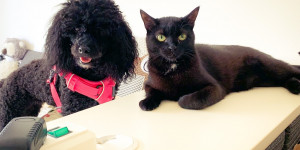Beitragsbild des Blogbeitrags Entspanntes Zusammenleben von Hund & Katze 