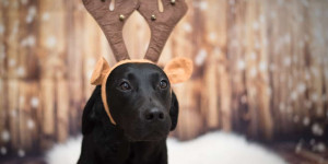 Beitragsbild des Blogbeitrags Blogparade: Weihnachten mit Hund 2020 