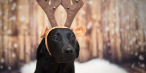 Beitragsbild des Blogbeitrags Blogparade: Weihnachten mit Hund 2020