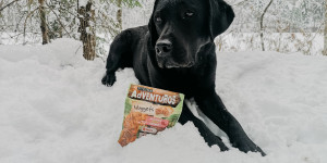 Beitragsbild des Blogbeitrags Adventure-Ideen: Weihnachtsferien mit Hund 