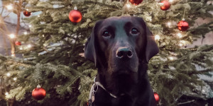 Beitragsbild des Blogbeitrags Blogparade: Wie verbringe ich Weihnachten mit meinem Hund? 