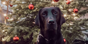Beitragsbild des Blogbeitrags Blogparade: Wie verbringe ich Weihnachten mit meinem Hund?