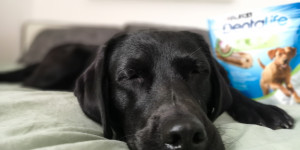 Beitragsbild des Blogbeitrags Morgenroutine mit Hund im Home Office