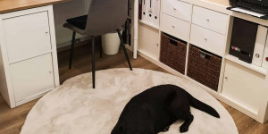 Beitragsbild des Blogbeitrags Interior: Arbeitszimmer und Hund kombinieren 