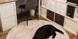 Beitragsbild des Blogbeitrags Interior: Arbeitszimmer und Hund kombinieren