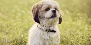Beitragsbild des Blogbeitrags Kleine Hunde – Große Vor(ur)teile: Über die Vorteile von kleinen Hunden 