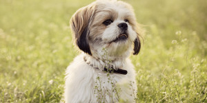 Beitragsbild des Blogbeitrags Kleine Hunde – Große Vor(ur)teile: Über die Vorteile von kleinen Hunden