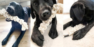 Beitragsbild des Blogbeitrags 5 Tipps für Nachhaltigkeit mit Hund