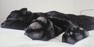 Beitragsbild des Blogbeitrags Hunde-Versicherung – warum das eine gute Idee ist!