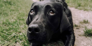 Beitragsbild des Blogbeitrags Hundetricks für langsam lernende Hunde