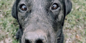 Beitragsbild des Blogbeitrags Lifeupdate: Berufstätig mit Hund