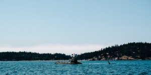 Beitragsbild des Blogbeitrags Whale Watching Near The San Juan Islands