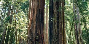 Beitragsbild des Blogbeitrags Northern California: From Redwoods To Vineyards