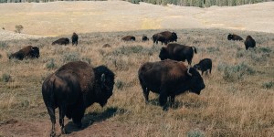 Beitragsbild des Blogbeitrags Yellowstone National Park: The Oldest National Park In The World