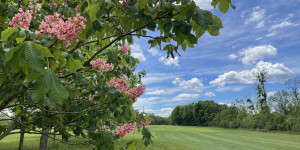 Beitragsbild des Blogbeitrags Die 3 G-Regel am Golfplatz: ganz großer Grant oder gut gelaunt golfen? 